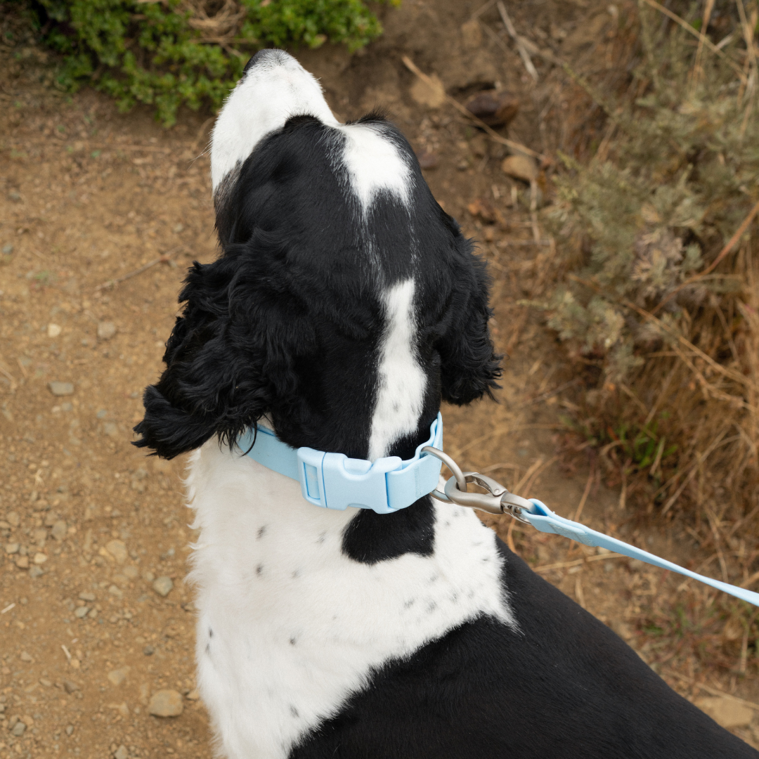 Waterproof Dog Collar product image 36