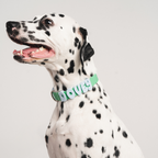 Waterproof Dog Collar product image 40