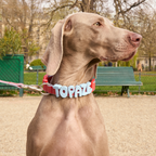 Waterproof Dog Collar product image 41