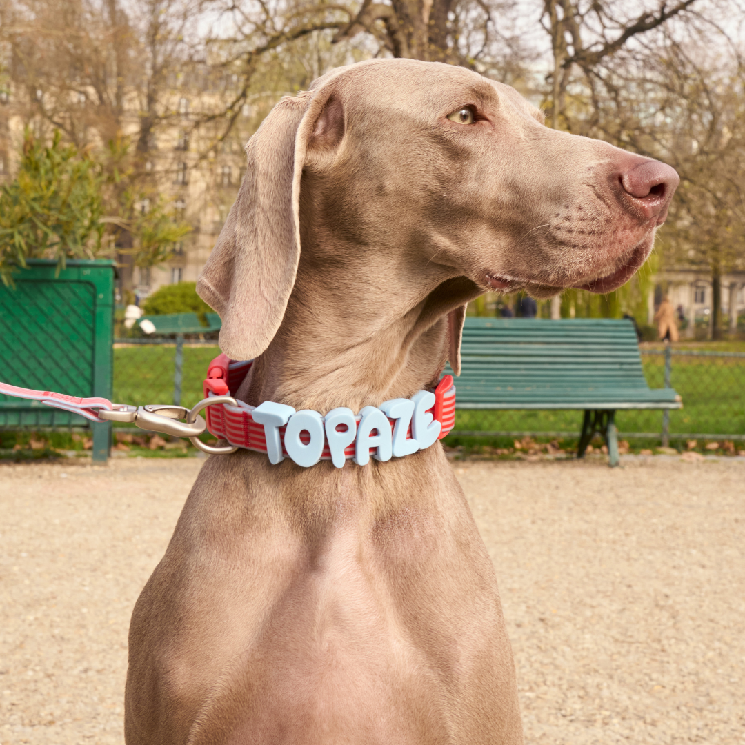 Waterproof Dog Collar product image 41