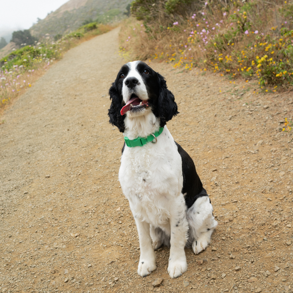 Waterproof Dog Collar product image 46