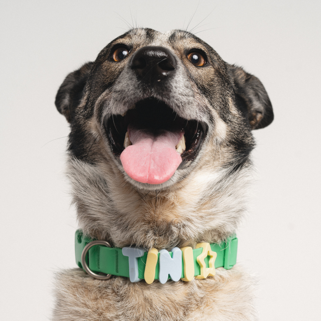 Waterproof Dog Collar product image 54