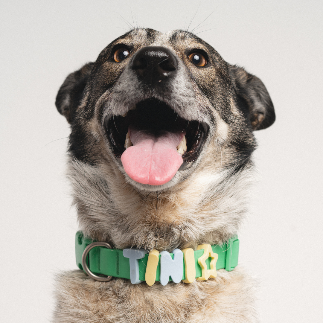 Waterproof Dog Collar product image 54