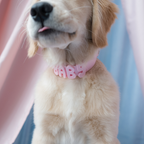 Waterproof Dog Collar product image 61