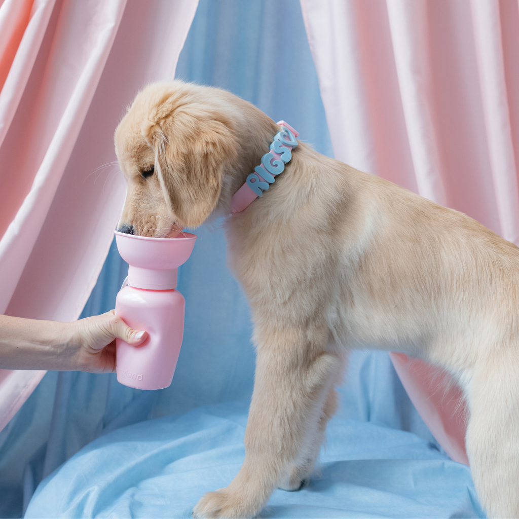 Waterproof Dog Collar product image 62