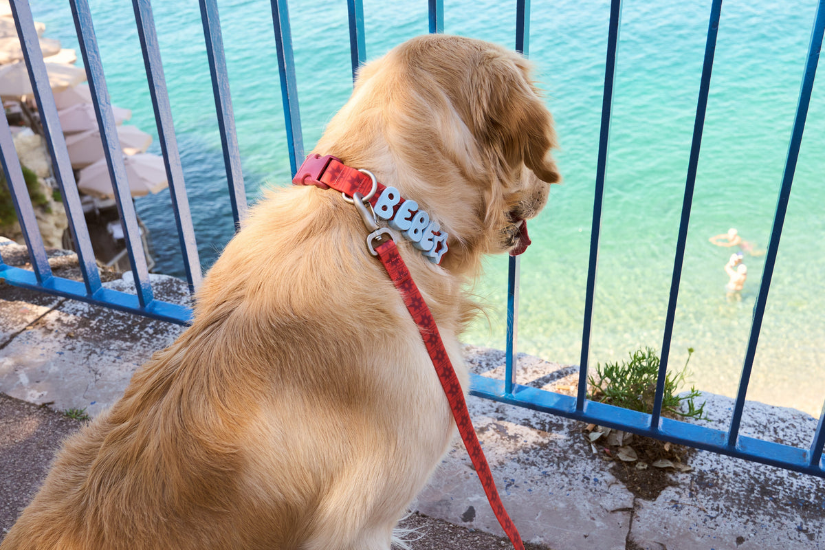 Waterproof Dog Collar product image 65