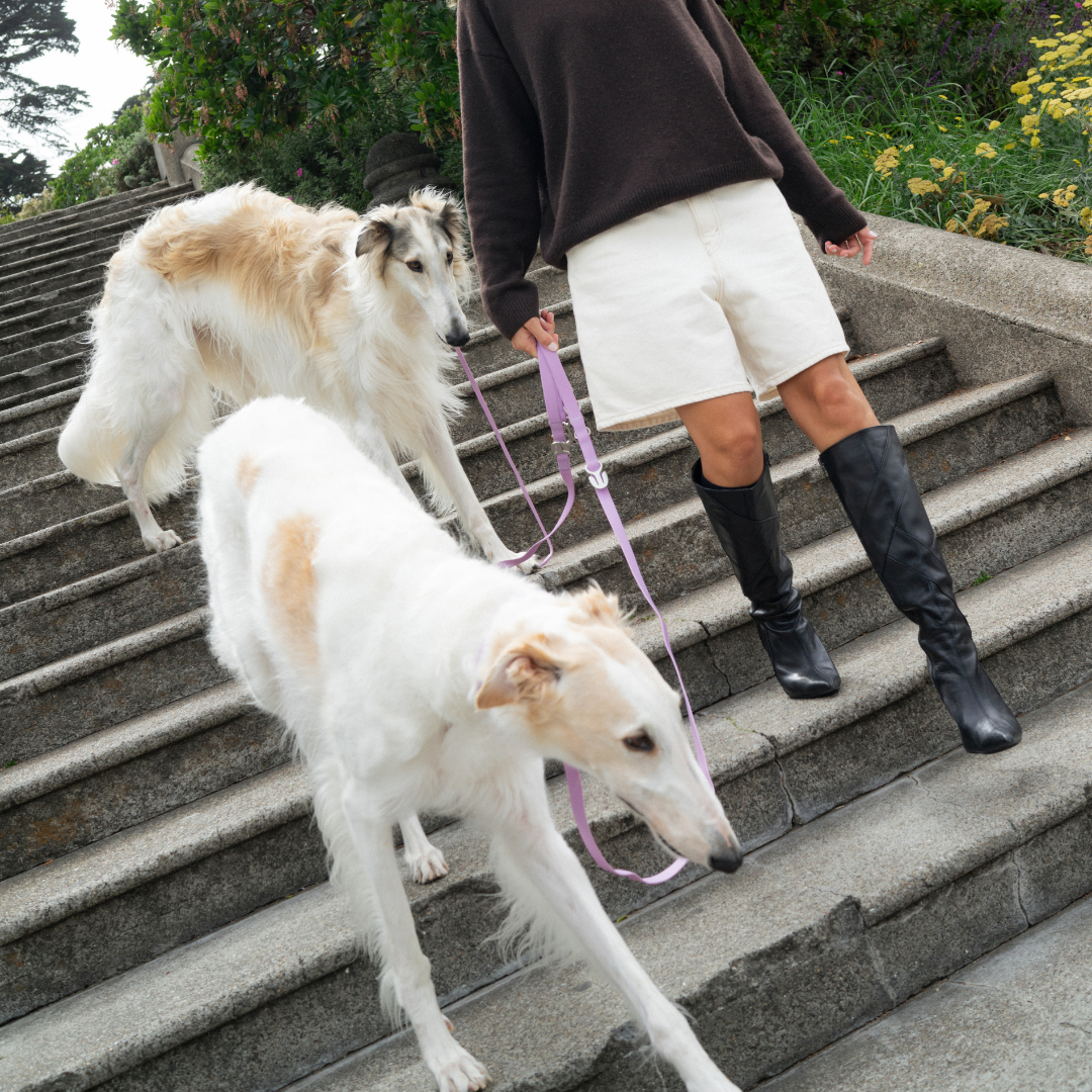 Dog Leash product image 3
