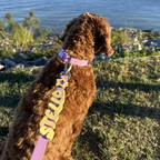 Dog Leash product image 4