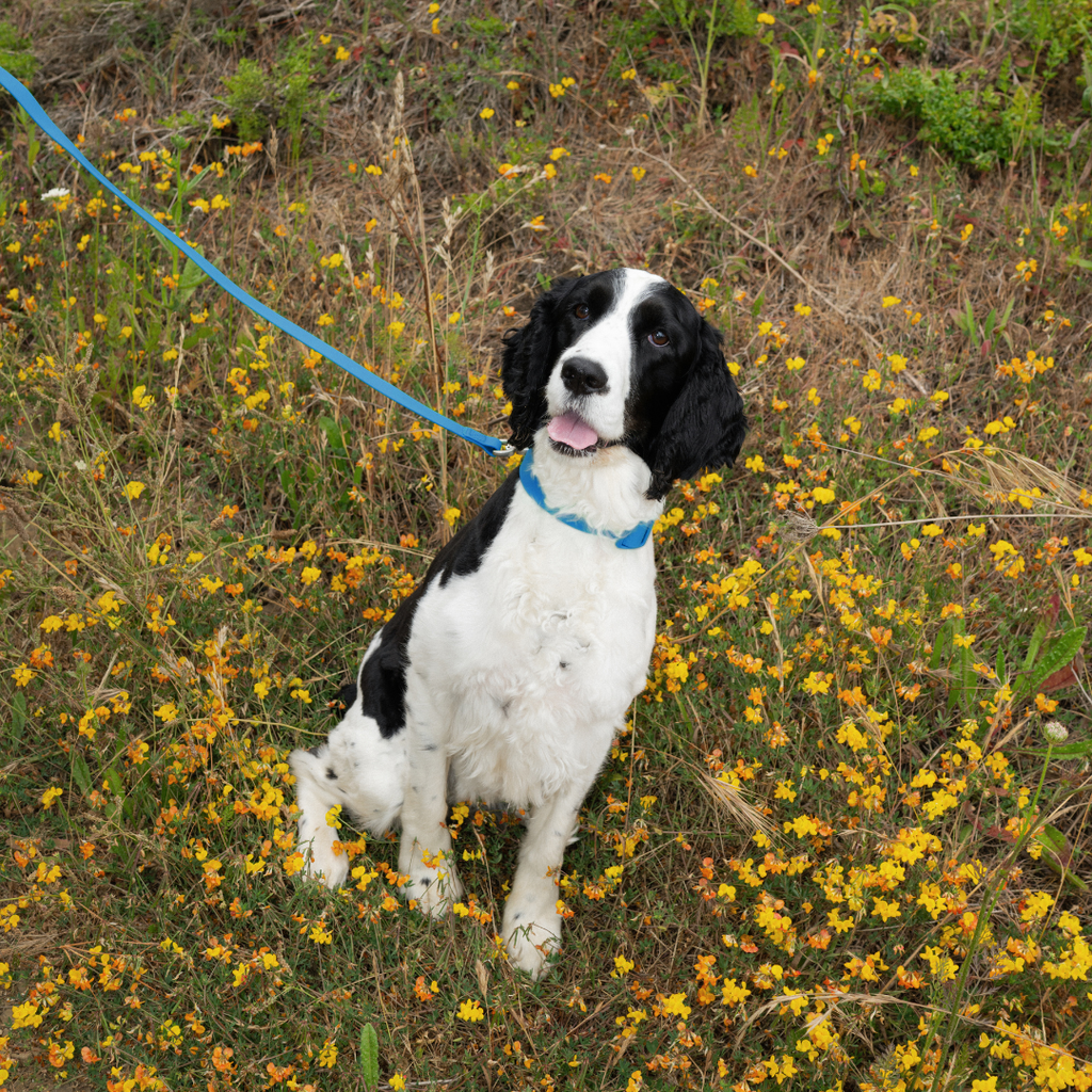 Dog Leash product image 13