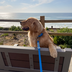 Dog Leash product image 14