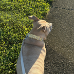 Dog Leash product image 23
