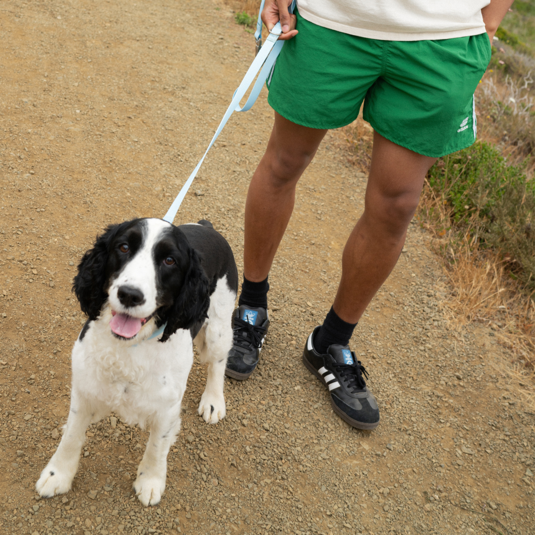 Dog Leash product image 24