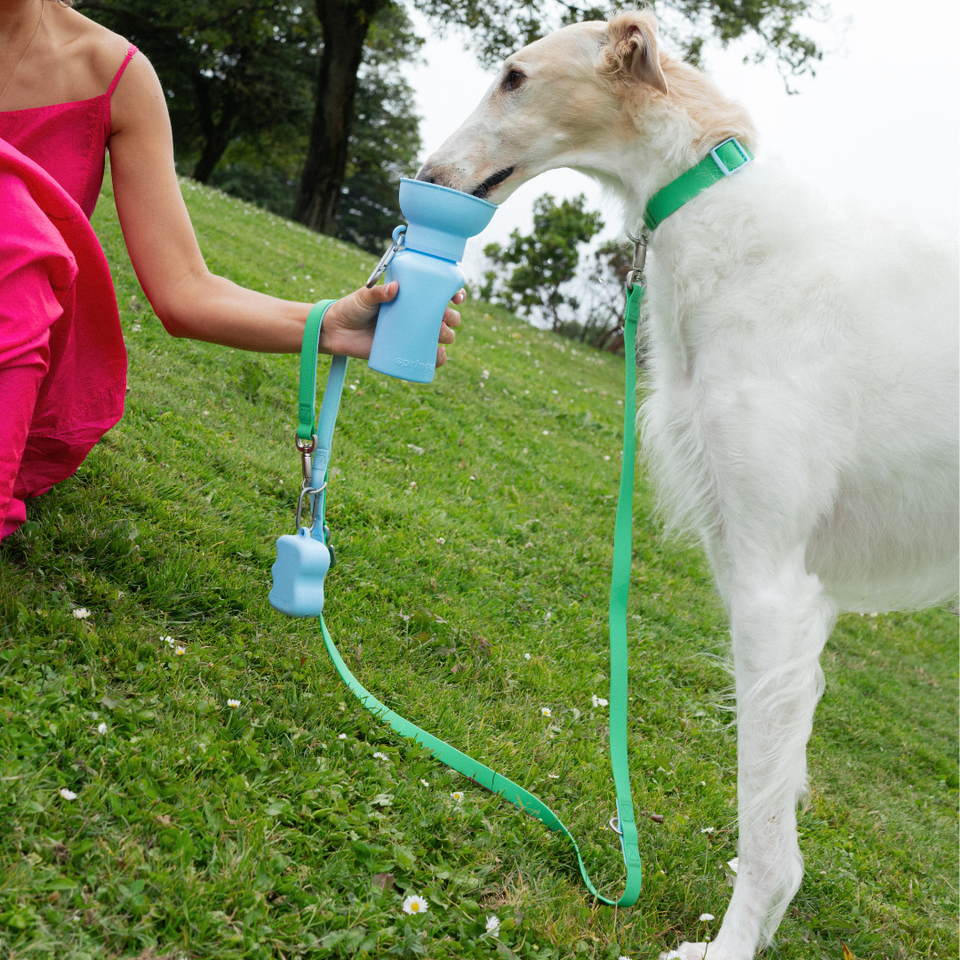 Dog Leash product image 29