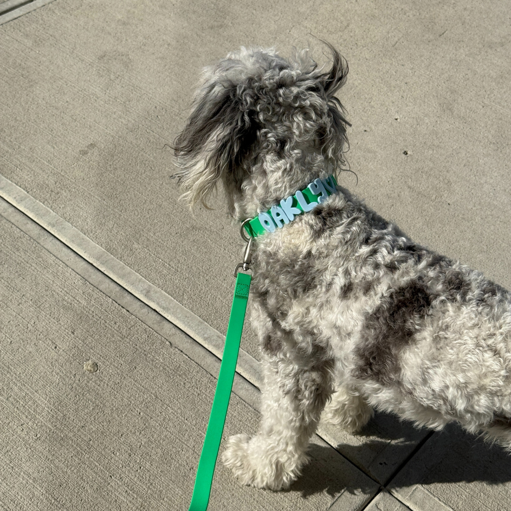 Dog Leash product image 32