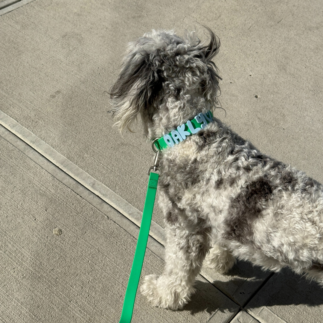 Dog Leash product image 32