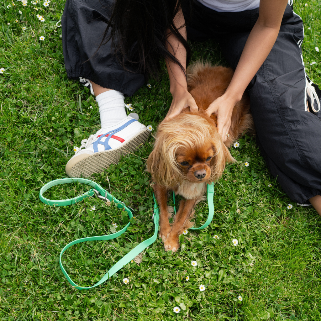Dog Leash product image 33