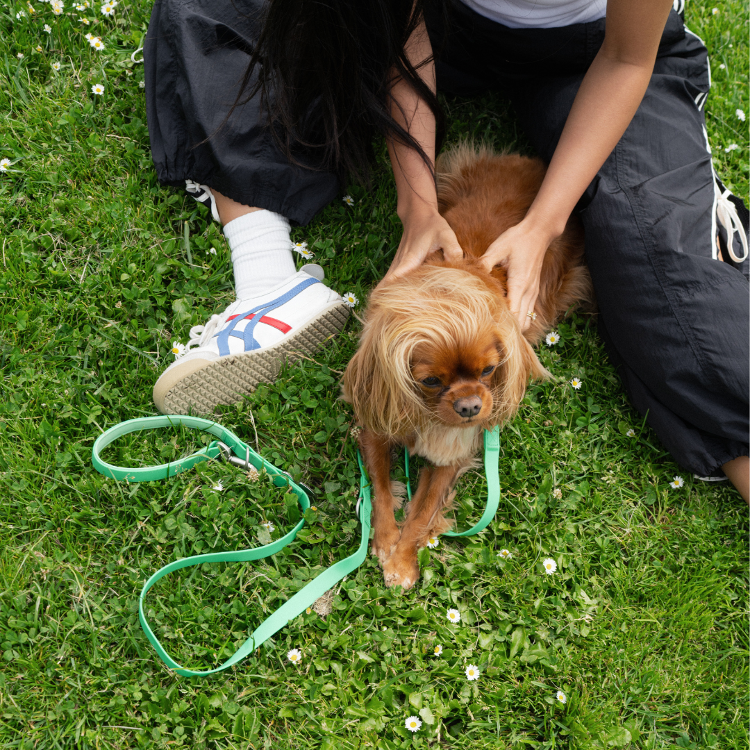 Dog Leash product image 33