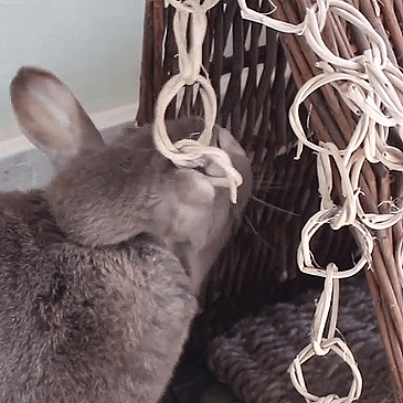Rabbit Chew Toys product image 6