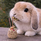 Rabbit Chew Toys product image 17