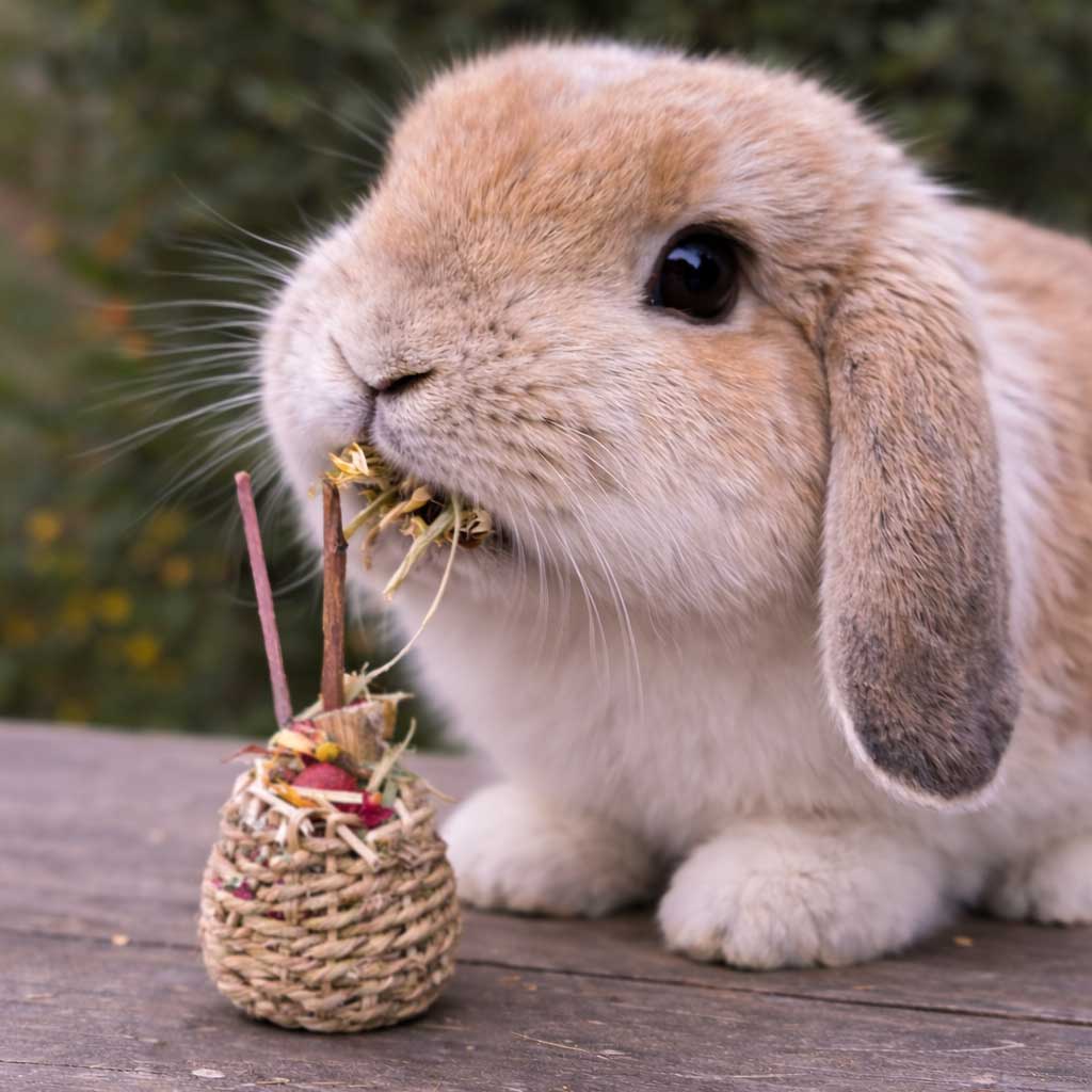 Rabbit Chew Toys product image 17