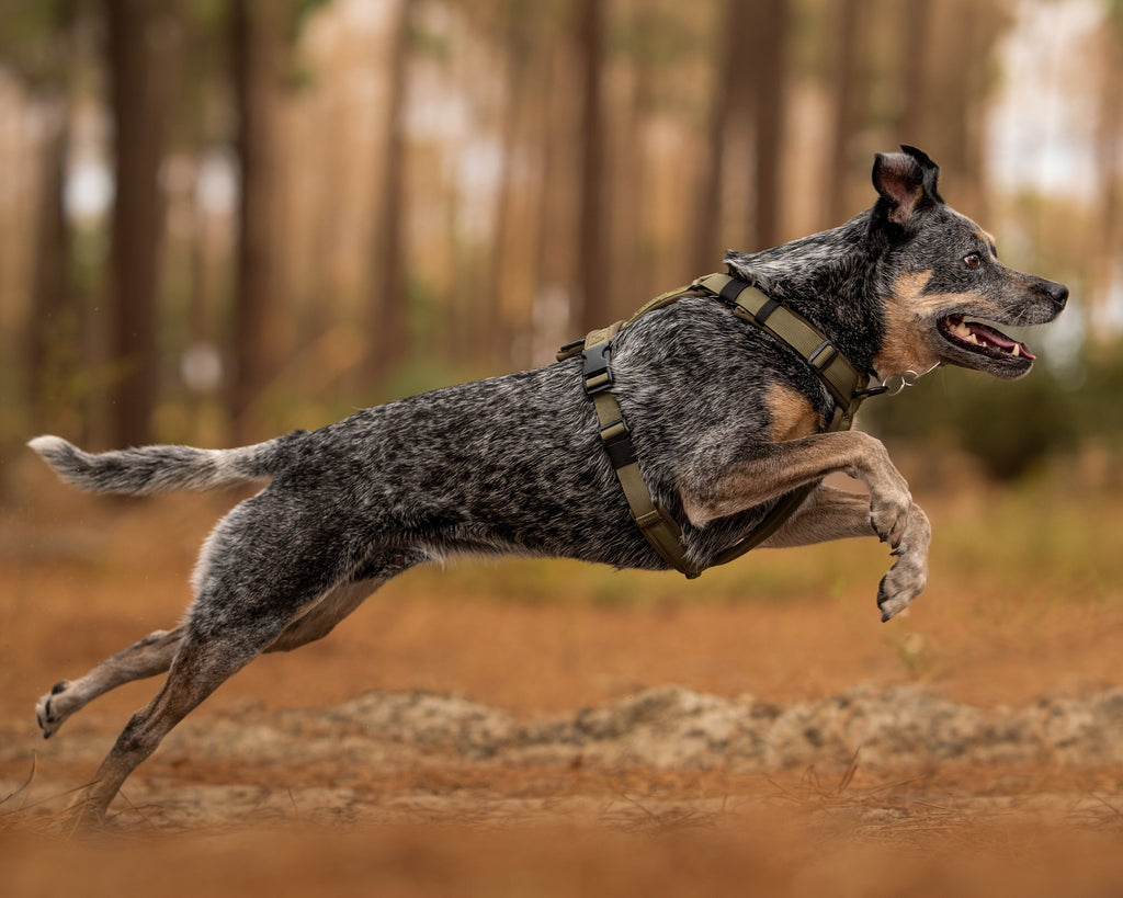 Dog Harness product image 2