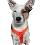 Dog Harness product image 4