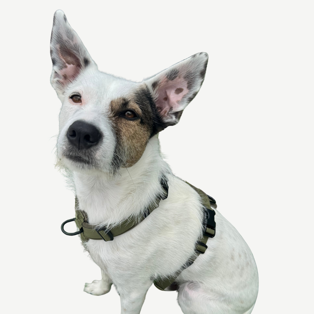 Dog Harness product image 5