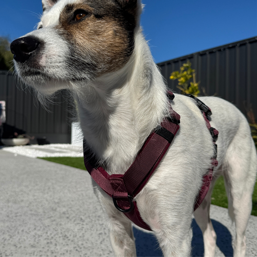 Dog Harness product image 15