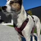 Dog Harness product image 15