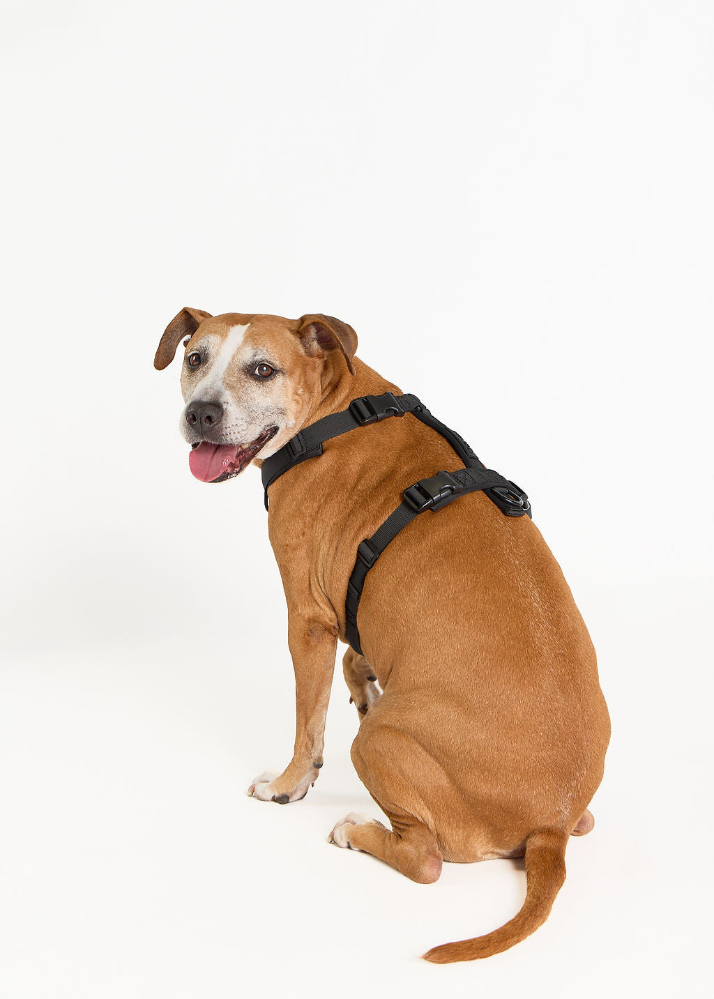 Dog Harness product image 22