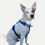 Dog Harness product image 27