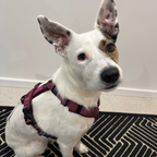 Dog Harness product image 28