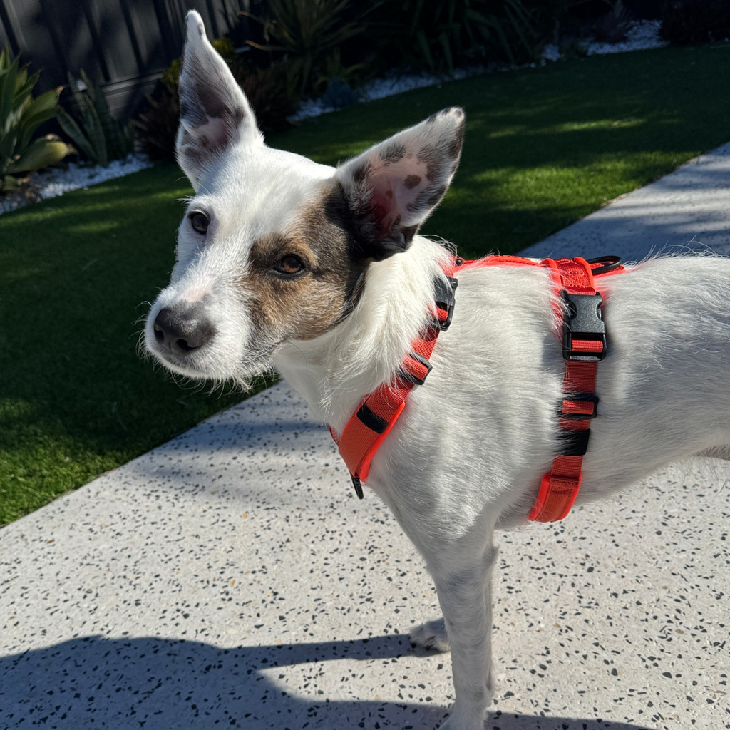 Dog Harness product image 31