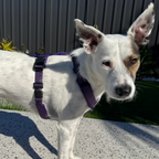 Dog Harness product image 35