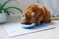 Stainless Steel Cat Bowls 1 Bowl