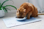 Stainless Steel Cat Bowls 1 Bowl