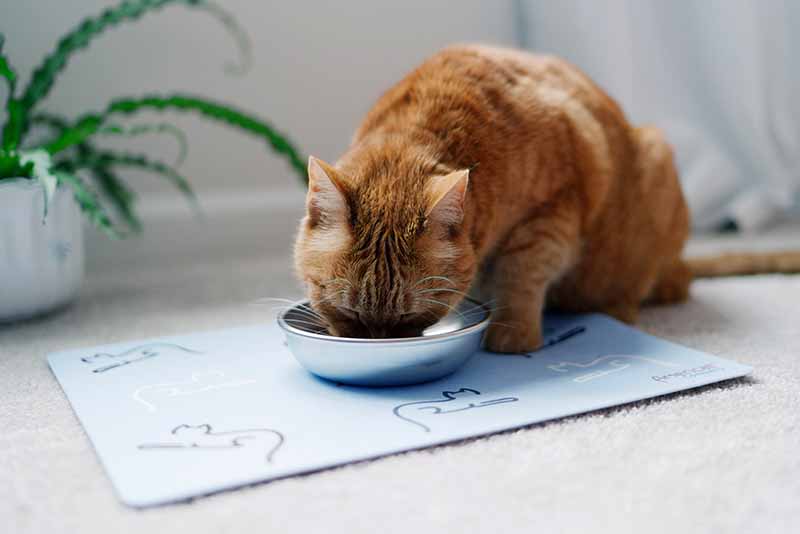 Stainless Steel Cat Bowls 1 Bowl