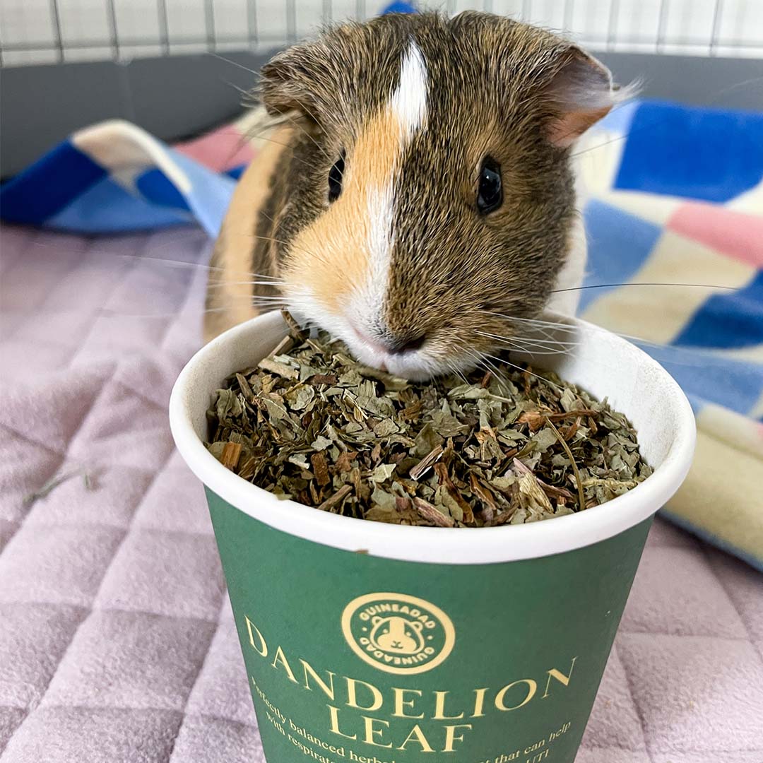 Guinea Pig Treats product image 2