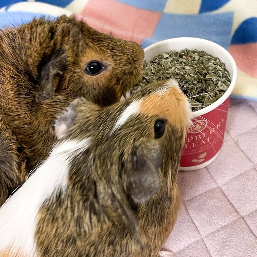 Guinea Pig Treat product image 2