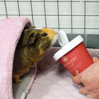 Guinea Pig Treat product image 4