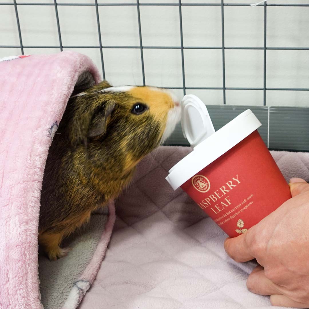Guinea Pig Treat product image 4
