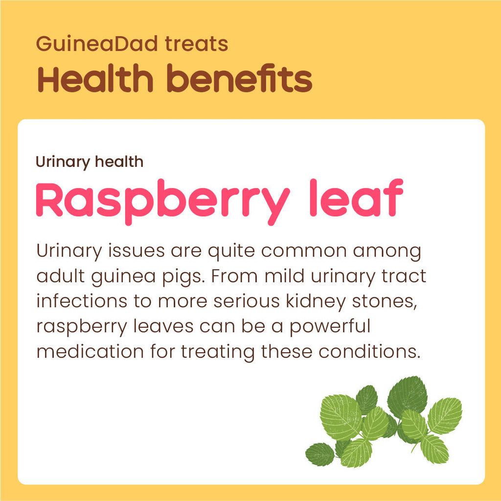 Guinea Pig Treat product image 5