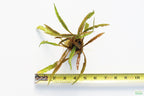 Cryptocoryne Aquarium Plant Pack product image 15