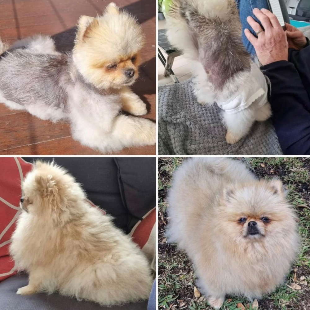 Dog Skin Lotion product image 2
