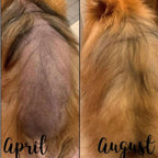 Dog Skin Lotion product image 4