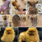 Dog Skin Lotion product image 5