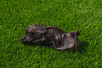 Dog Chew Bundle product image 3