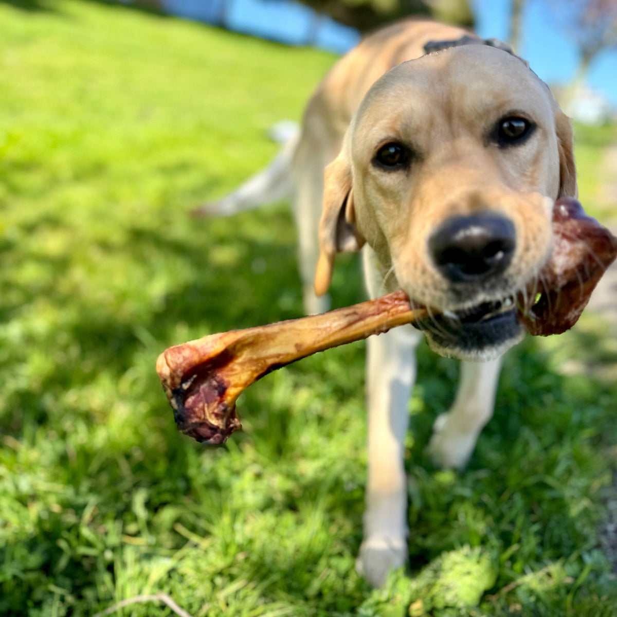 Dog Chew Bundle product image 6
