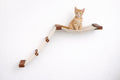 Cat Hammock product image 6