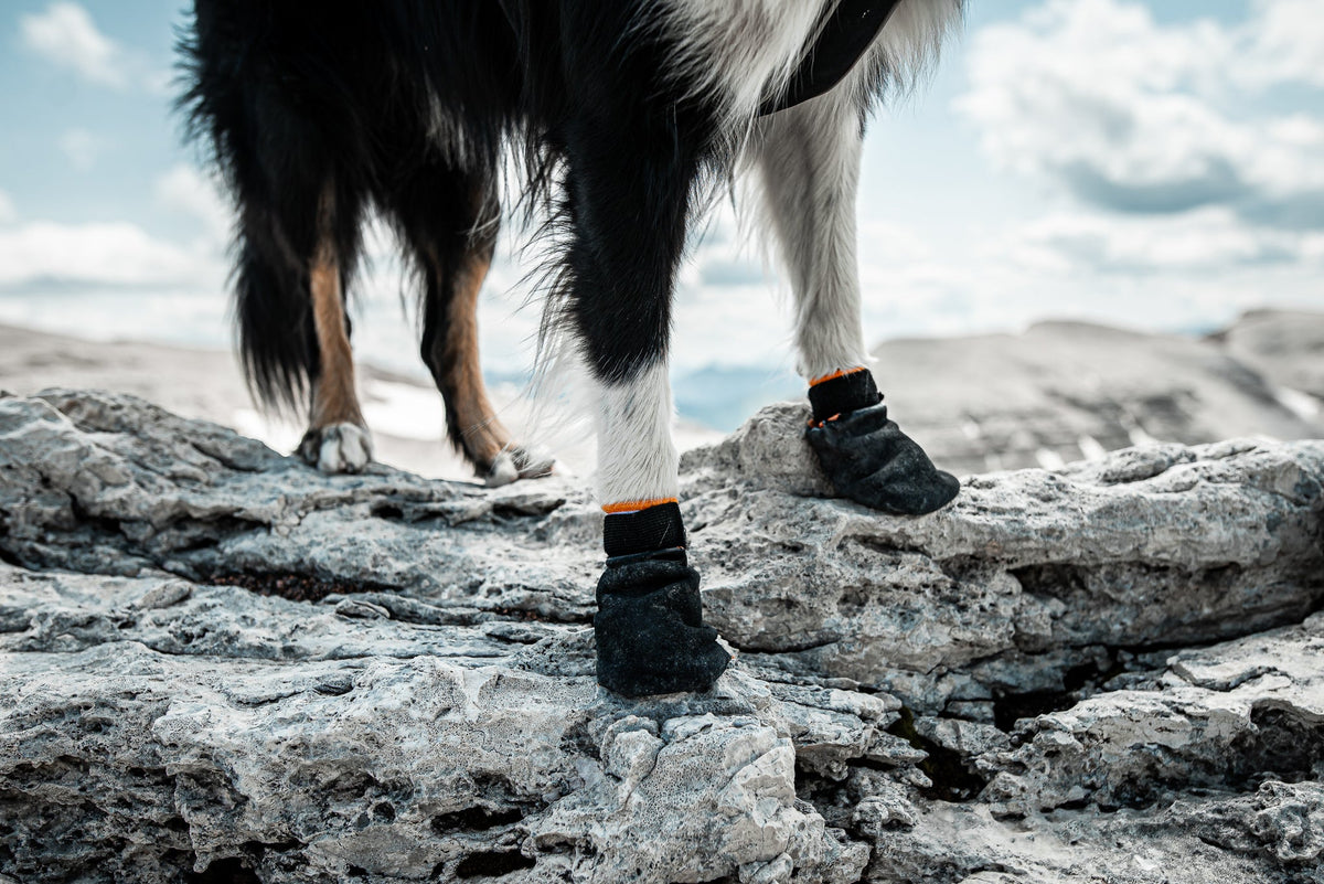 Dog Paw Bootie Set product image 5